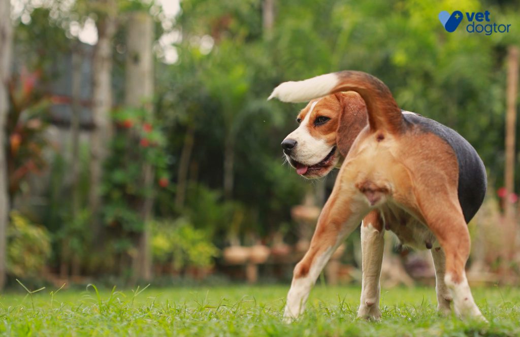 perro beagle glandulas anales