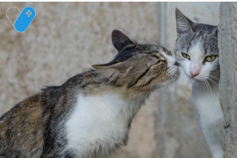 gatos raza besos amor vetyou