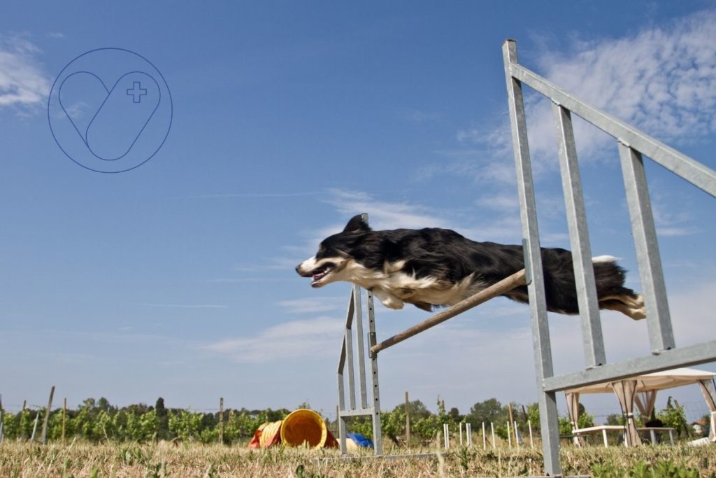 perro raza border collie salto agility vetyou