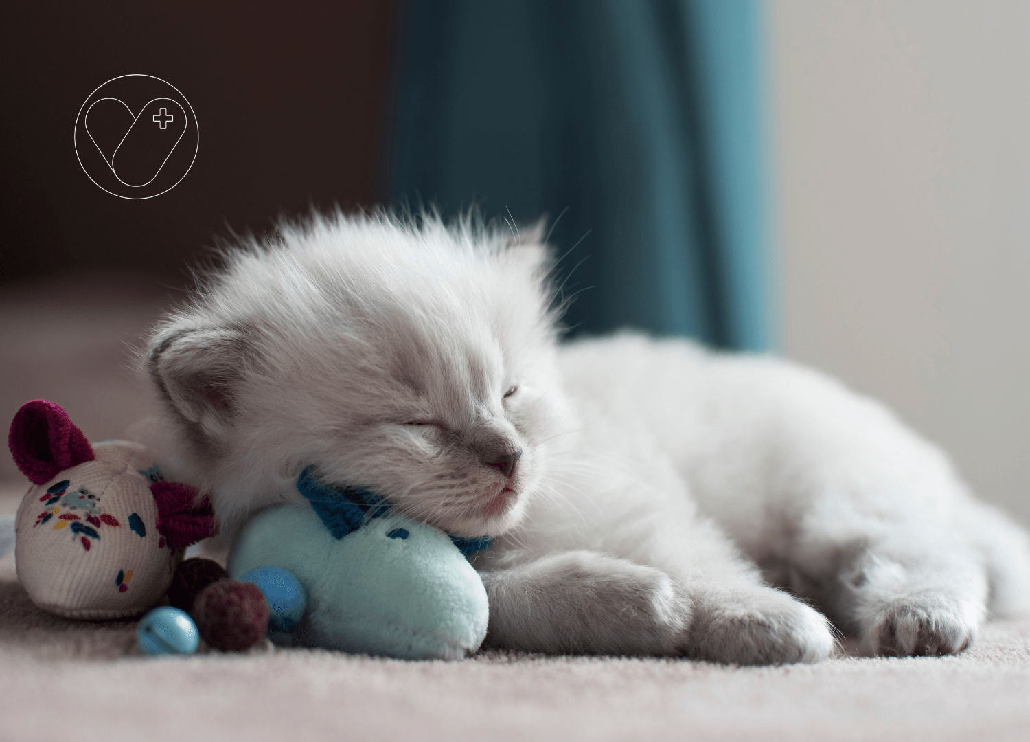 Ragdoll.bicolor seal blanco. bebe ragdoll. raza de gato ragdoll