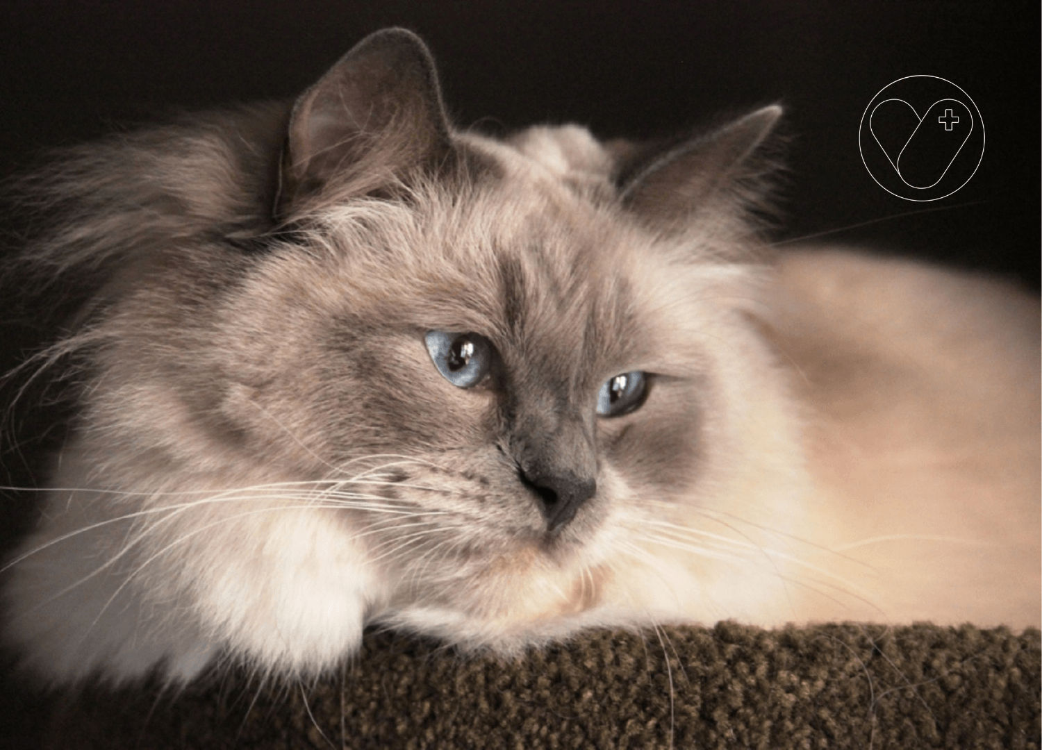 Ragdoll.bicolor-seal.-bebe-ragdoll.-raza-de-gato-ragdoll