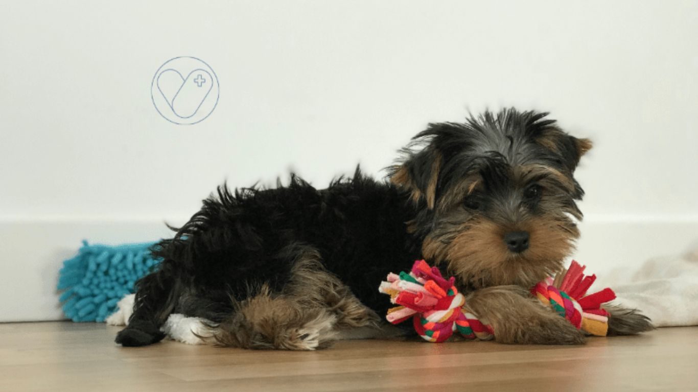 Yorkshire-terrier-problemas-corazon-cardiomiopatia-perro-veterinario-online-