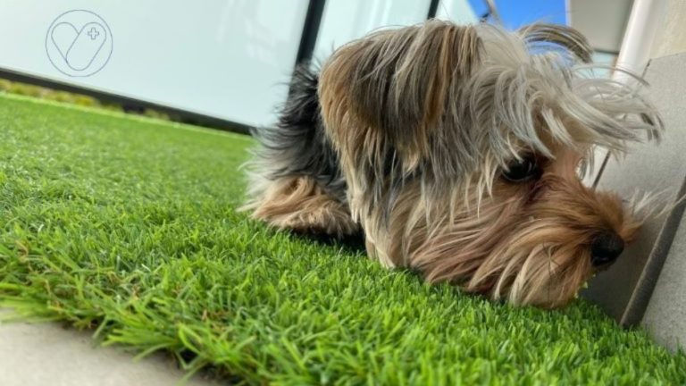 Yorkshire terrier-problemas corazón- cardiomiopatia perro-veterinario online