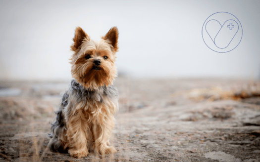Yorkshire terrier- raza perro pequeño- esperanza de vida- logo