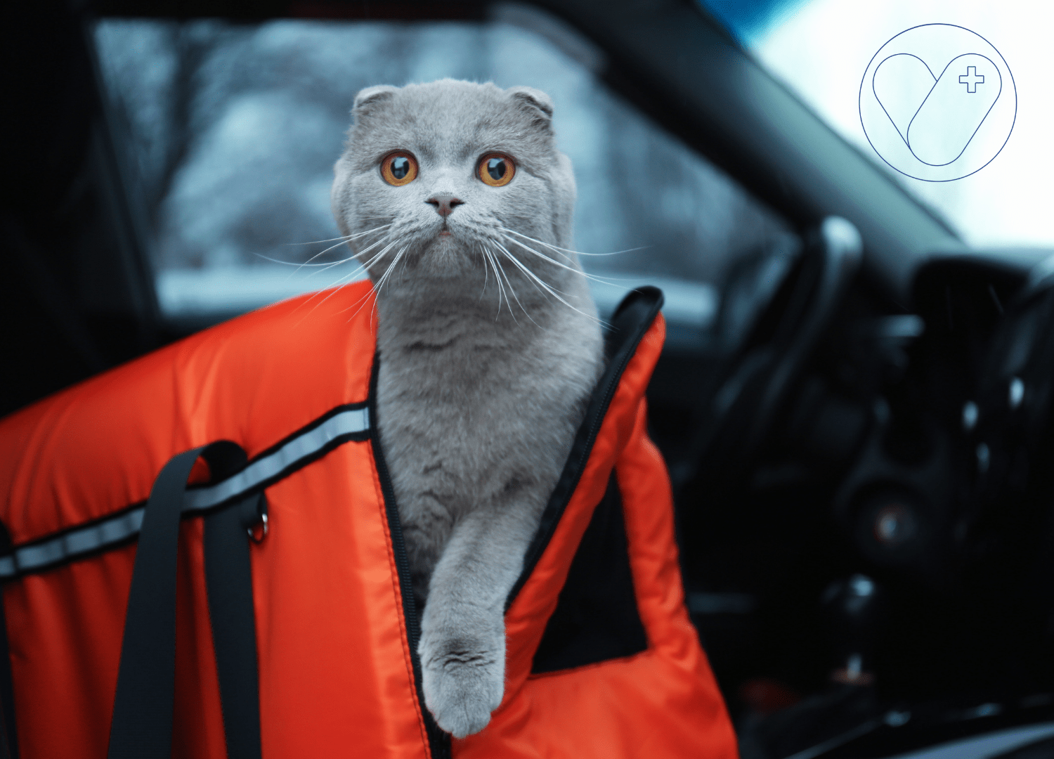 Gato trasportin verde vetyou