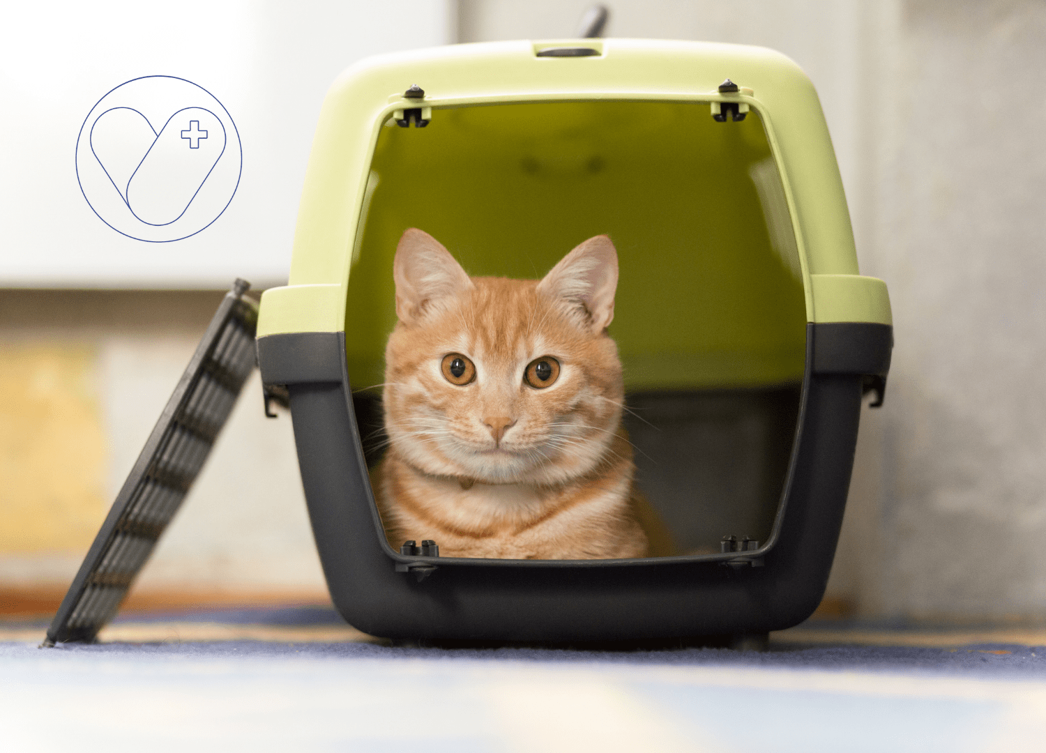 3. Durante la consulta veterinaria Una vez en la sala de espera y a continuación dentro de la consulta, lo mejor es que dejemos el trasportín de cara a una pared y a ser posible en alto para que nuestro gato no se sienta inferior. Además, es aconsejable evitar que el trasportín este mirando a otros animales y asegurarnos de que los perros no puedan acercarse a el. Por lo general, nuestros veterinarios, en las consultas de gatos, suelen contar con unos dispensadores de feromonas felinas para ayudar a que nuestras mascotas se encuentren mas relajados y seguros.