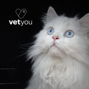 gato-persa-blanco-vetyou