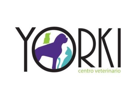 clinica veterinaria manises-cv yorki