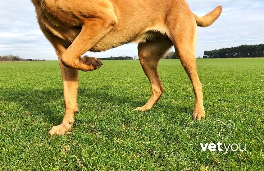 displasia de codo perro-veterinario online-victor moratalla