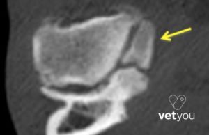 traumatologo veterinario valencia-victor moratalla-veteriarnio online-vetyou