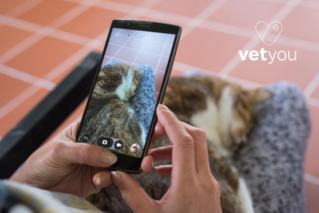 Veterinario online- vetyou- consulta veterinaria online