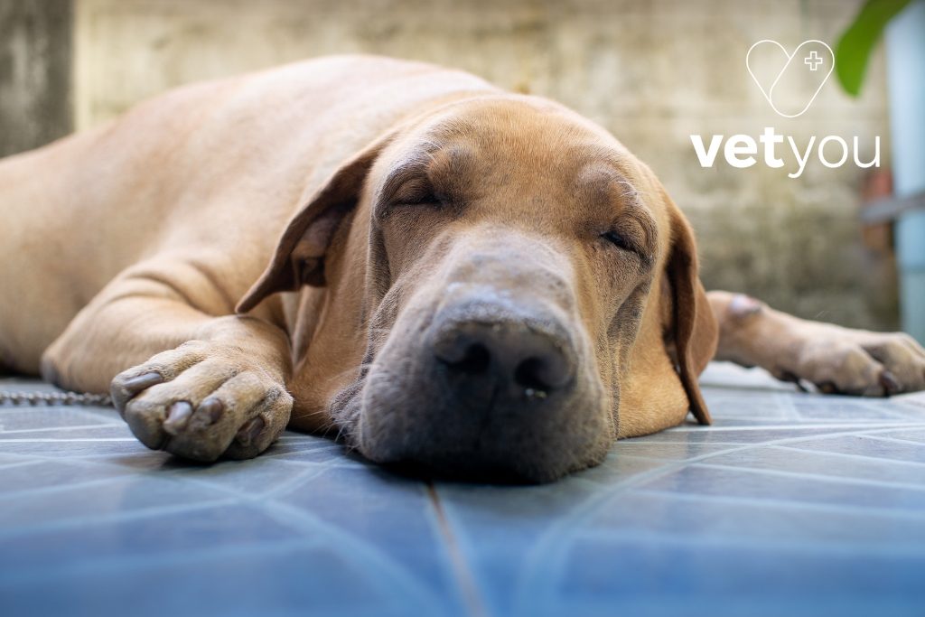 Ares burballa-neurologia veterinaria-neurologo veterinario barcelona-sindrome de wobbler perro
