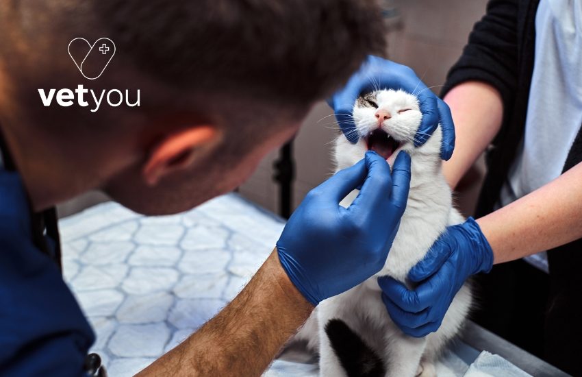 cuidado-dental-gato-odontologia-veterinaria-veterinaria-online
