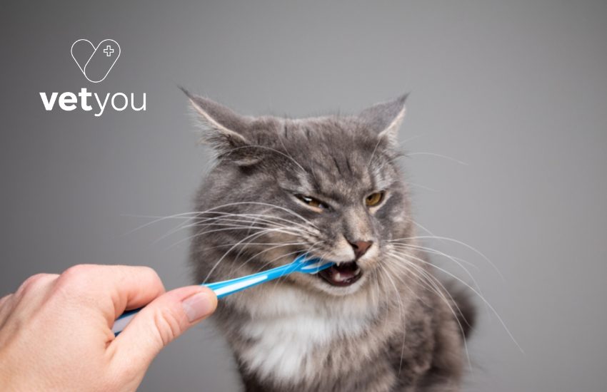 cuidado-dental-gato-odontologia-veterinaria-veterinaria-online