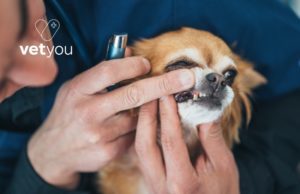 cuidado-dental-perro-odontologia-veterinaria-veterinaria-online