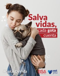 banco de sangre animal-donacion perro- vetyou- transfusion sangre perro
