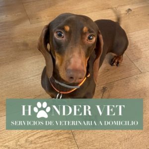 Hander-Vet-veterinario-domicilio-madrid-veterinario-online