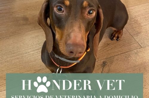 Hander-Vet-veterinario-domicilio-madrid-veterinario-online