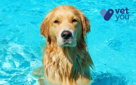 perro verano-golpe de calor-refrescar perro-veterinario online