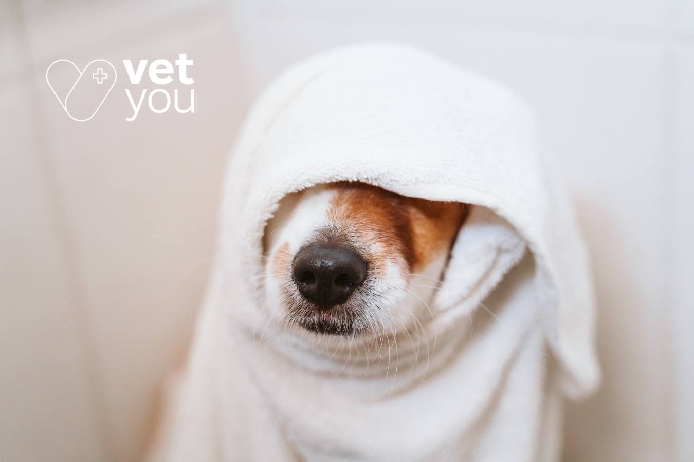 golpe de calor perro-refrescar perro-como evitar golpe de calor- tratamiento golpe de calor