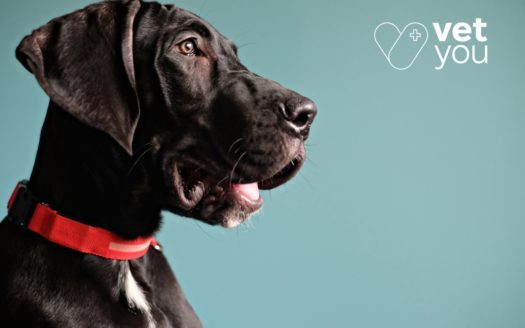 condroprotector perro-cachorro-razas grandes-biocan-artro k-nan