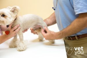 condroprotectores-perro- biocan-artro knan-