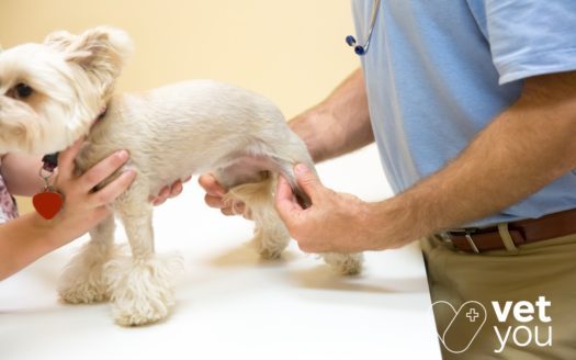 condroprotectores-perro- biocan-artro knan-