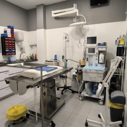 clinica veterinario madrid-ceres- veterinario usera
