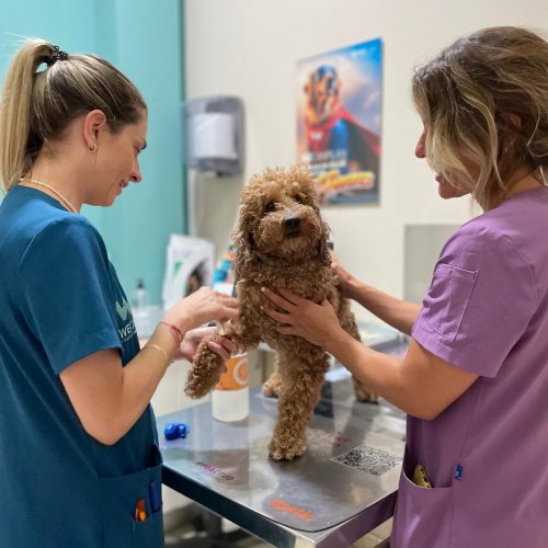 veterinario alzira-wecan castells- consulta