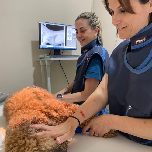 veterinario alzira-wecan castells- radiografía