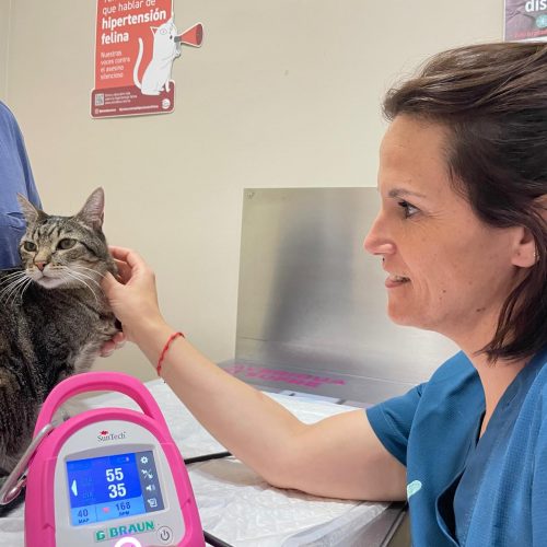 veterinario alzira-wecan castells- consulta felina